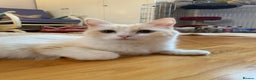 Ragdoll cats for sale: Beautiful Flame/ Cream Ragdoll kittens - Advert 9