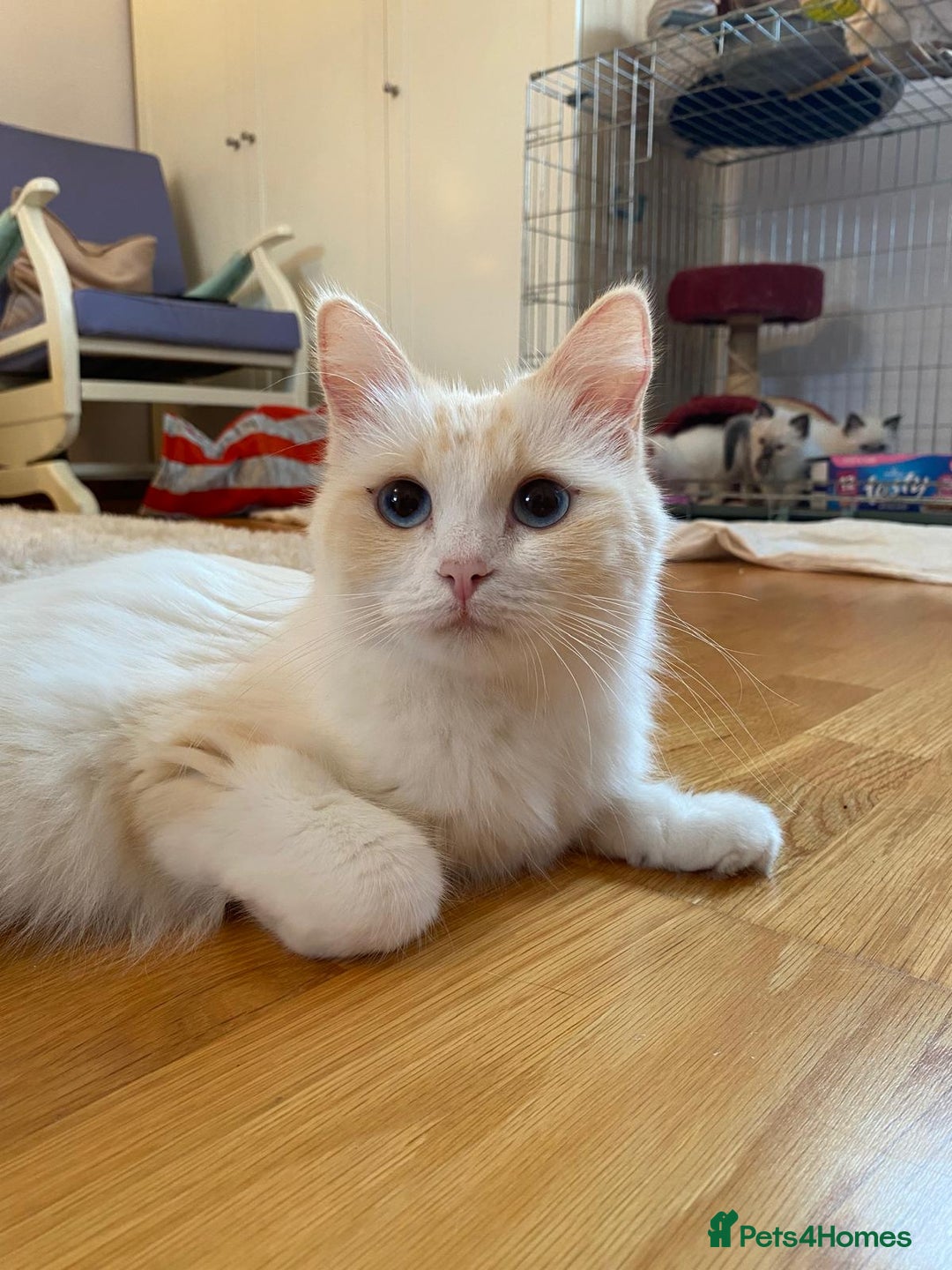 Ragdoll cats for sale: Beautiful Flame/ Cream Ragdoll kittens - Advert 10