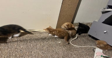 Mixed Breed cats - Advert 3