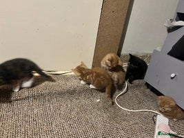 Mixed Breed cats - Advert 5