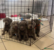 Labrador Retriever dogs Stunning silver Labradors ready now boys only - Advert 13