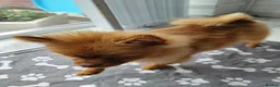 Pomeranian dogs for sale: Miss  - Advert 3