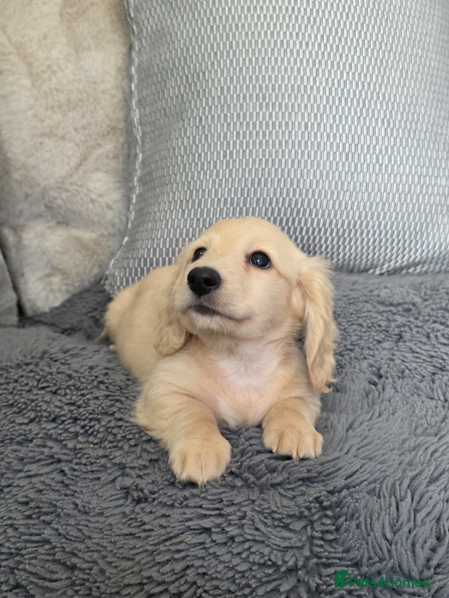 Miniature Dachshund dogs Cream Miniature long-haired  - Advert 5