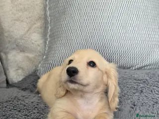 Miniature Dachshund dogs Cream Miniature long-haired - Advert 5