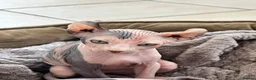 Sphynx cats for sale: Dolce the girl - Advert 16