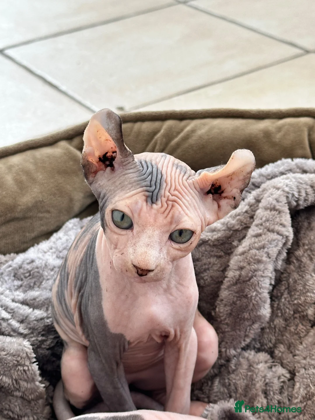 Sphynx cats for sale: Dolce the girl - Advert 16