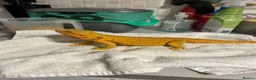 Bearded Dragon reptiles for sale: Mango (mags) in Peacehaven - Advert 3