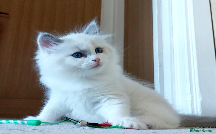 Ragdoll cats - Advert 7