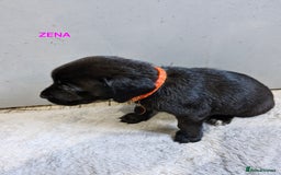 Mixed Breed dogs for sale: Amazing puppies - Image 12