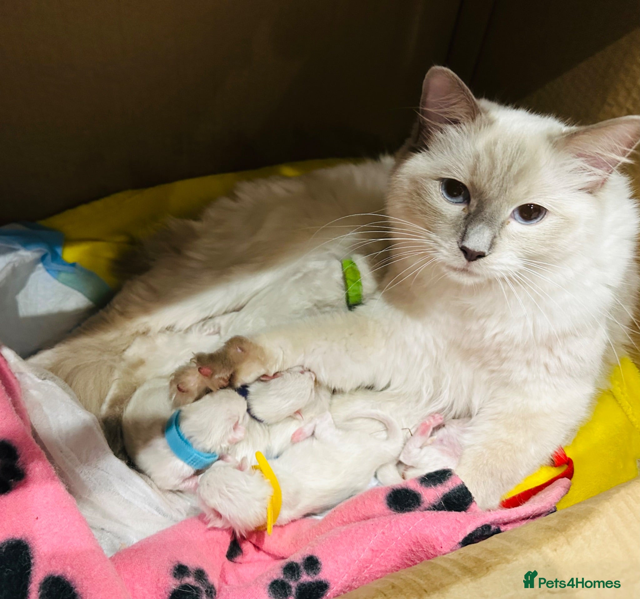 Ragdoll cats 🩷💕💝Stunning GCCF Registered Ragdoll Kittens😻😻 - Advert 1