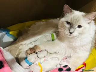 Ragdoll cats 🩷💕💝Stunning GCCF Registered Ragdoll Kittens😻😻 - Advert 11
