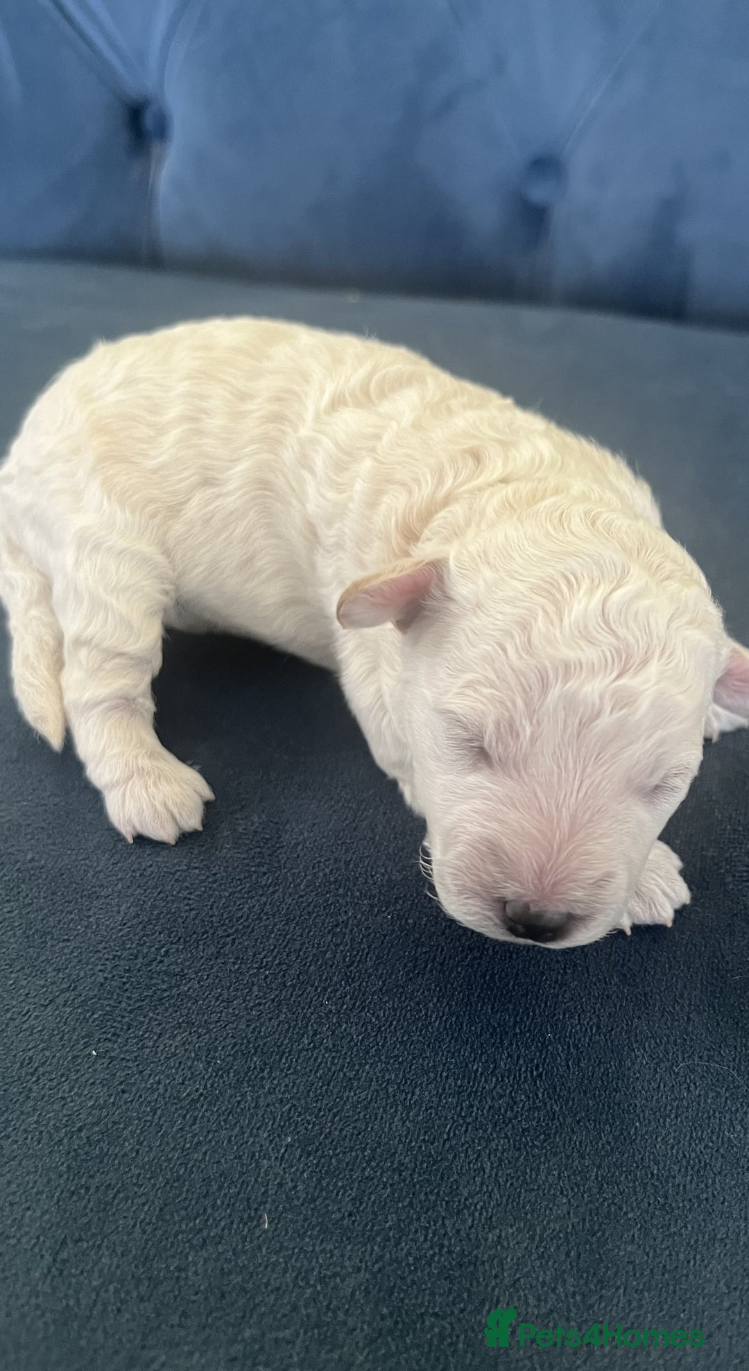 Miniature Poodle dogs for sale: Bred for temperament , health and quality. - Image 29