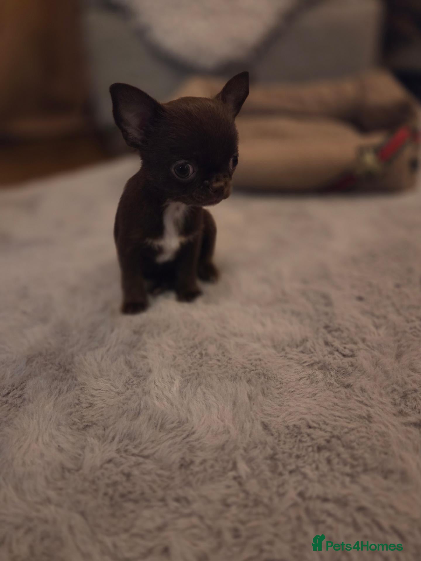 Chihuahua dogs Tiny chihuahua babies  - Advert 2