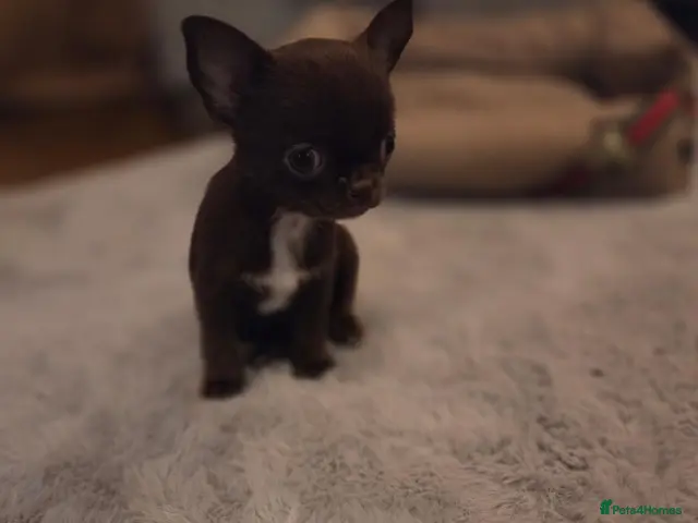 Chihuahua dogs for sale: Tiny chihuahua babies - Advert 2