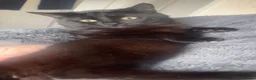 Mixed Breed cats for sale: Male cat  - Advert 3