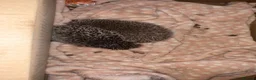 Pygmy Hedgehog rodents for sale: Male and female hedgehogs  - Advert 2