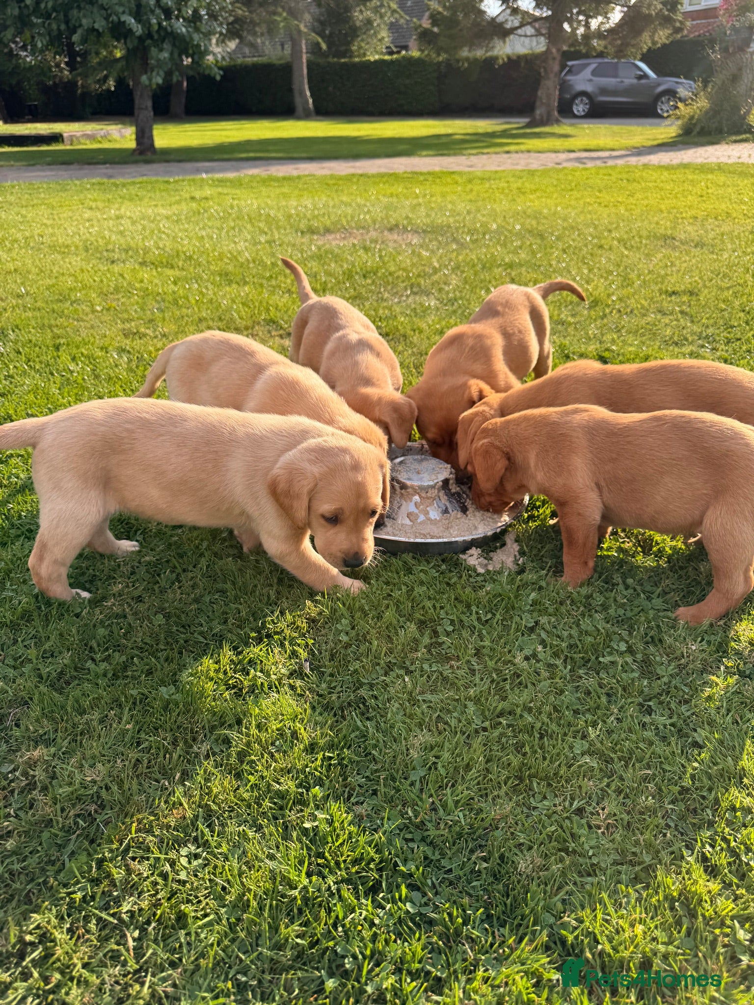 Labrador Retriever dogs for sale: Beautiful red Labrador puppies - Advert 1