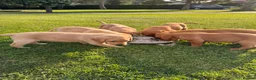 Labrador Retriever dogs for sale: Beautiful red Labrador puppies - Advert 4