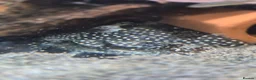 Plecos fish for sale: various freshwater fish  - Advert 5