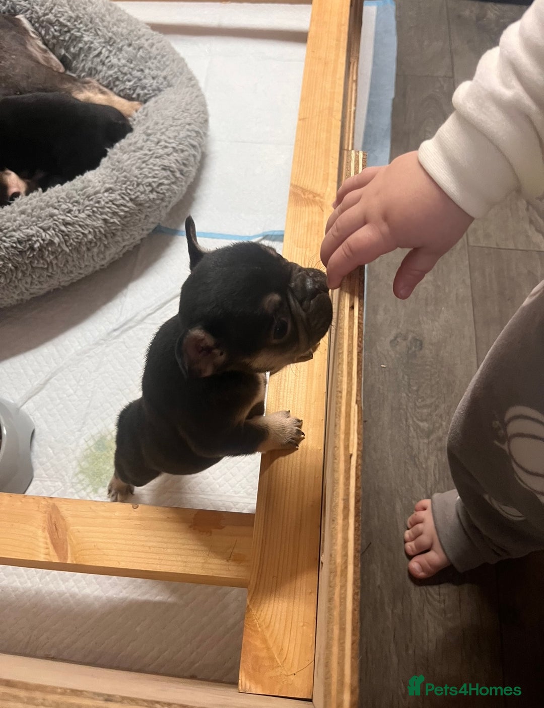 French Bulldog dogs for sale: 🩷5 French bulldog pups for sale🩷 - Image 9