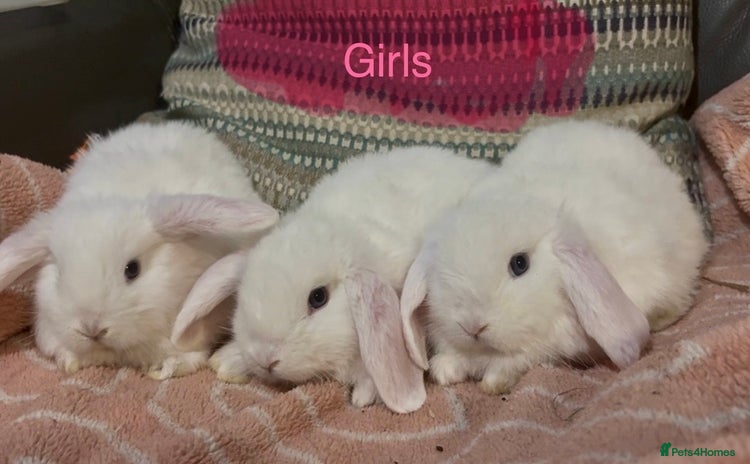 Mini Lop rabbits - Advert 1