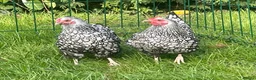 Chickens poultry for sale: Silver laced Wyandotte bantams - Advert 4