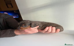 Miniature Dachshund dogs for sale: Miniature long haired dachshund puppies - Image 12