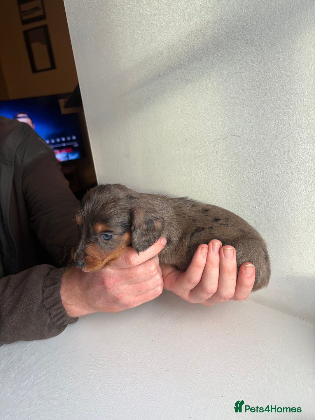 Miniature Dachshund dogs for sale: Miniature long haired dachshund puppies - Image 12