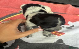 Cocker Spaniel dogs for sale: Cocker puppy 1 bitch left 3 boys  - Image 7