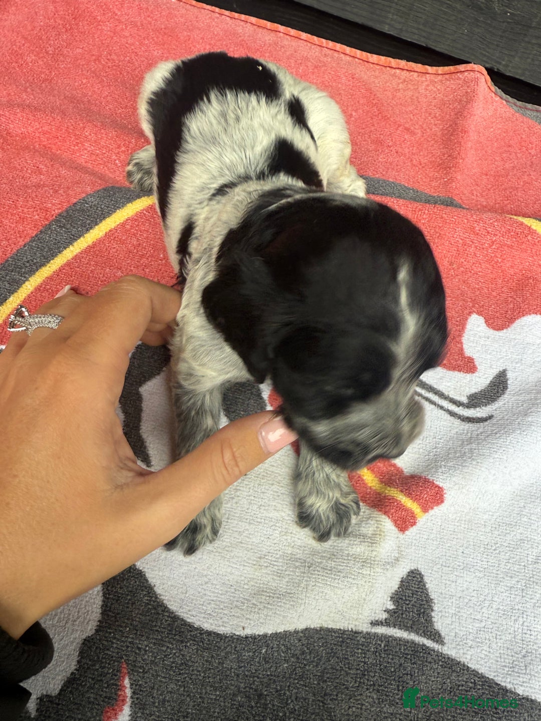Cocker Spaniel dogs for sale: Cocker puppy 1 bitch left 3 boys  - Image 7