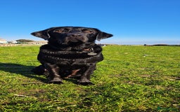 Labrador Retriever dogs for stud: KC registered Black Labrador Retriever for stud  in Bournemouth - Image 3