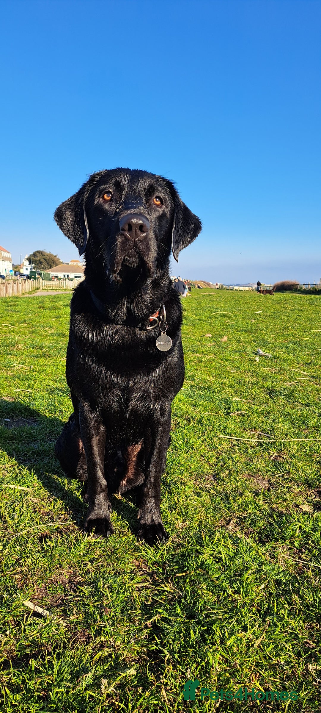 Labrador Retriever dogs for stud: KC registered Black Labrador Retriever for stud  in Bournemouth - Image 3
