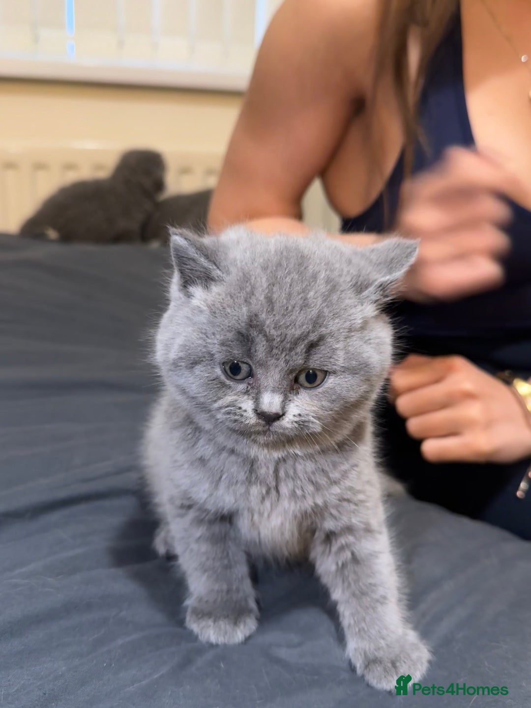British Shorthair cats for sale: British shorthair lilac and blue - Advert 9