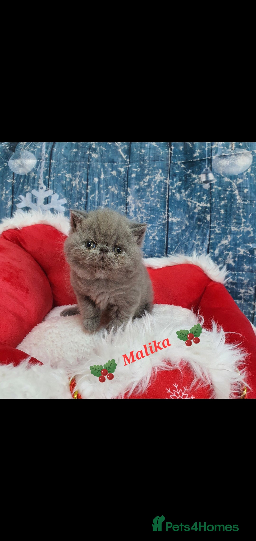 Persian cats for sale: Chunky blue/cream Exotic girl  - Advert 1