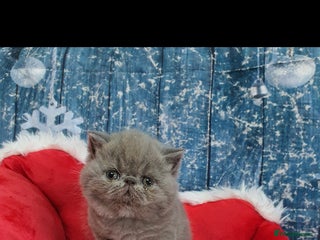 Persian cats Chunky blue/cream Exotic girl - Advert 1