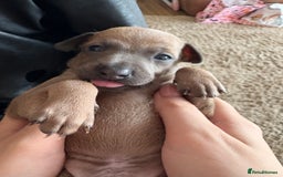 Italian Greyhound dogs for sale: Beautiful Italian Greyhound puppies for sale  - Image 14