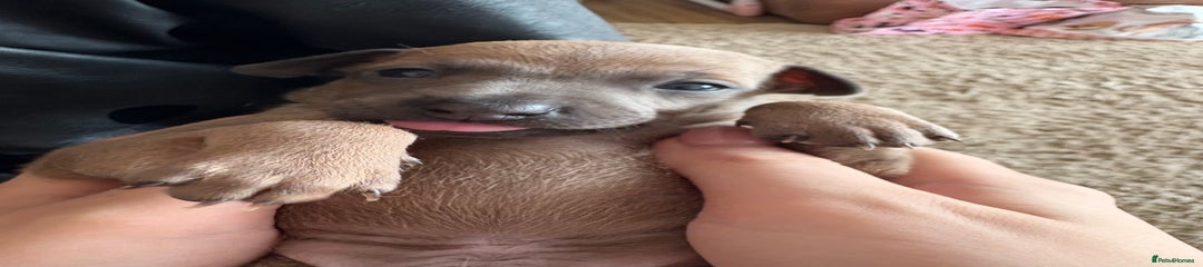 Italian Greyhound Puppy 2