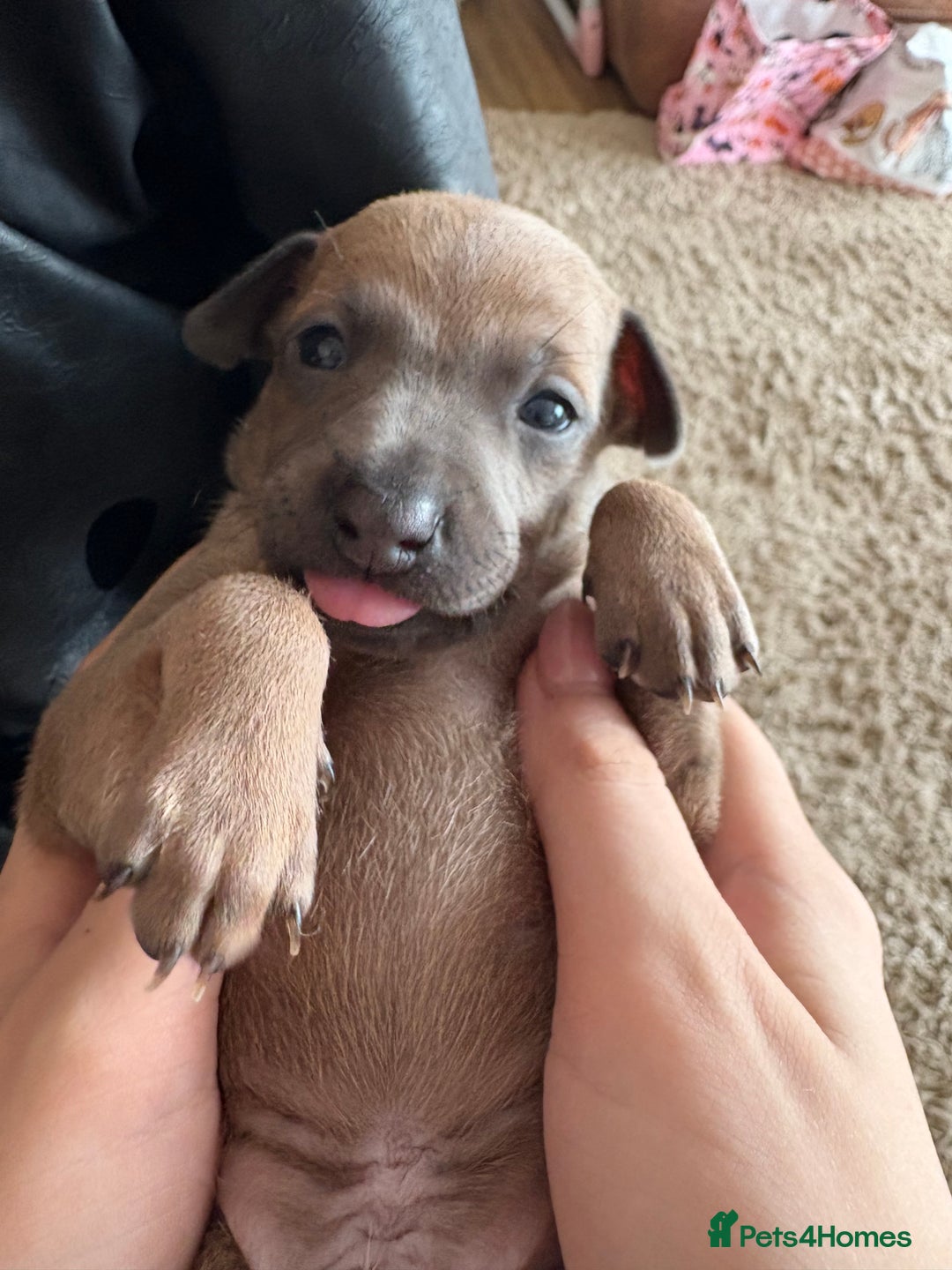 Italian Greyhound dogs for sale: Beautiful Italian Greyhound puppies for sale  - Image 14