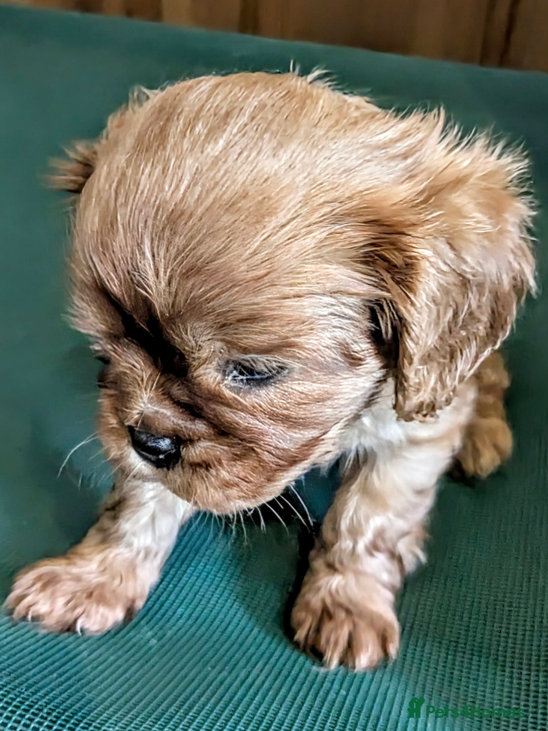 Cavalier King Charles Spaniel dogs for sale: Stunning Deep Ruby Cavalier king Charles puppies  - Image 24