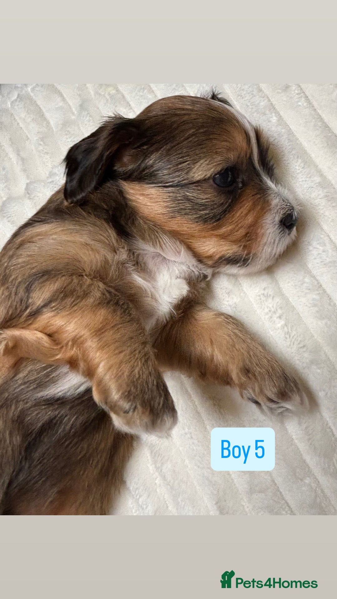 Havanese dogs for sale: 9 Beautiful Havanese Pedigree Puppies  - Advert 19