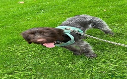 German Wirehaired Pointer dogs for sale: GWP for rehoming  - Image 5