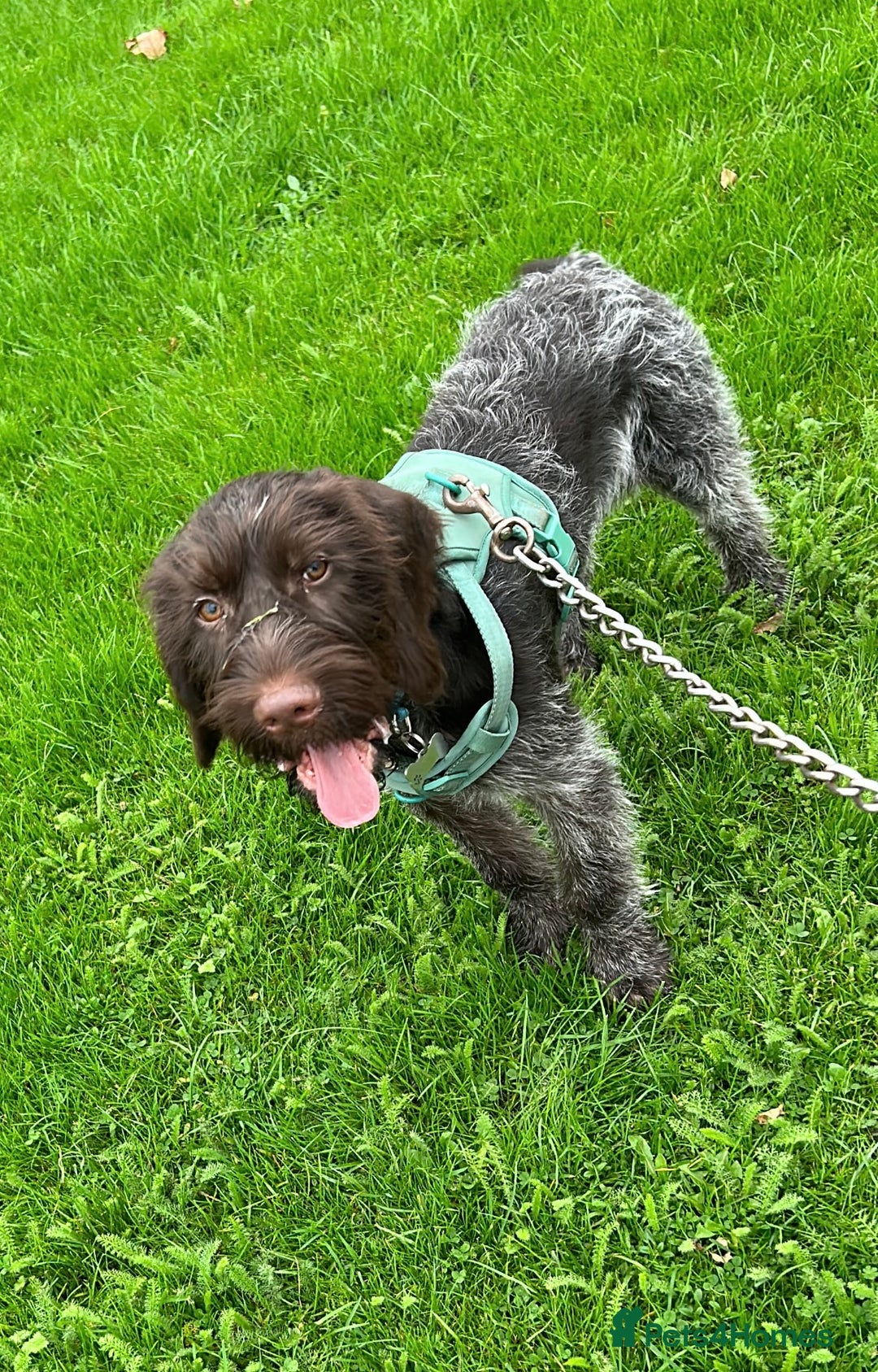 German Wirehaired Pointer dogs for sale: GWP for rehoming  - Image 5