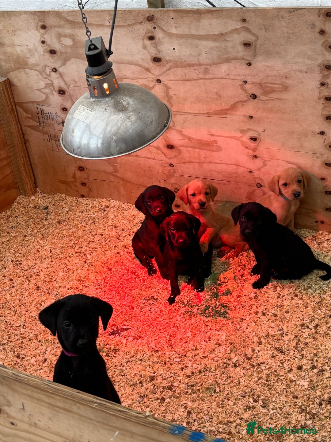 Labrador Retriever dogs for sale: Labrador puppies from working lines - Image 6