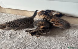 Mixed Breed cats for sale: Beautiful kittens  - Image 5
