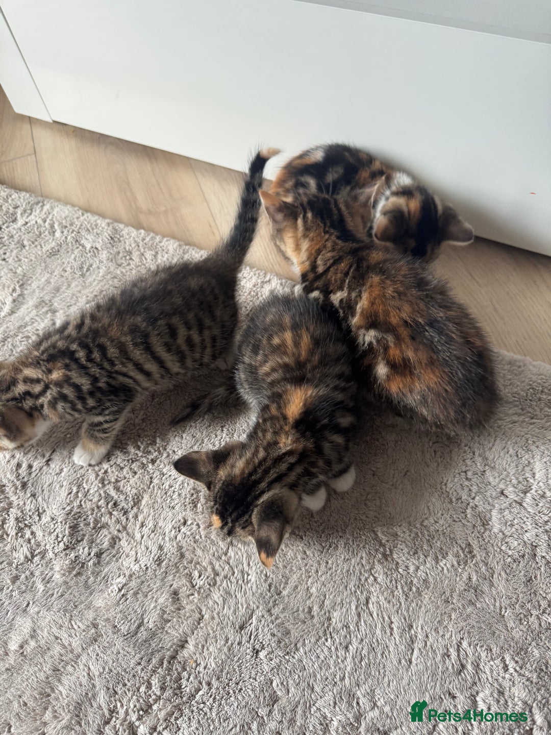 Mixed Breed cats for sale: Beautiful kittens  - Image 5