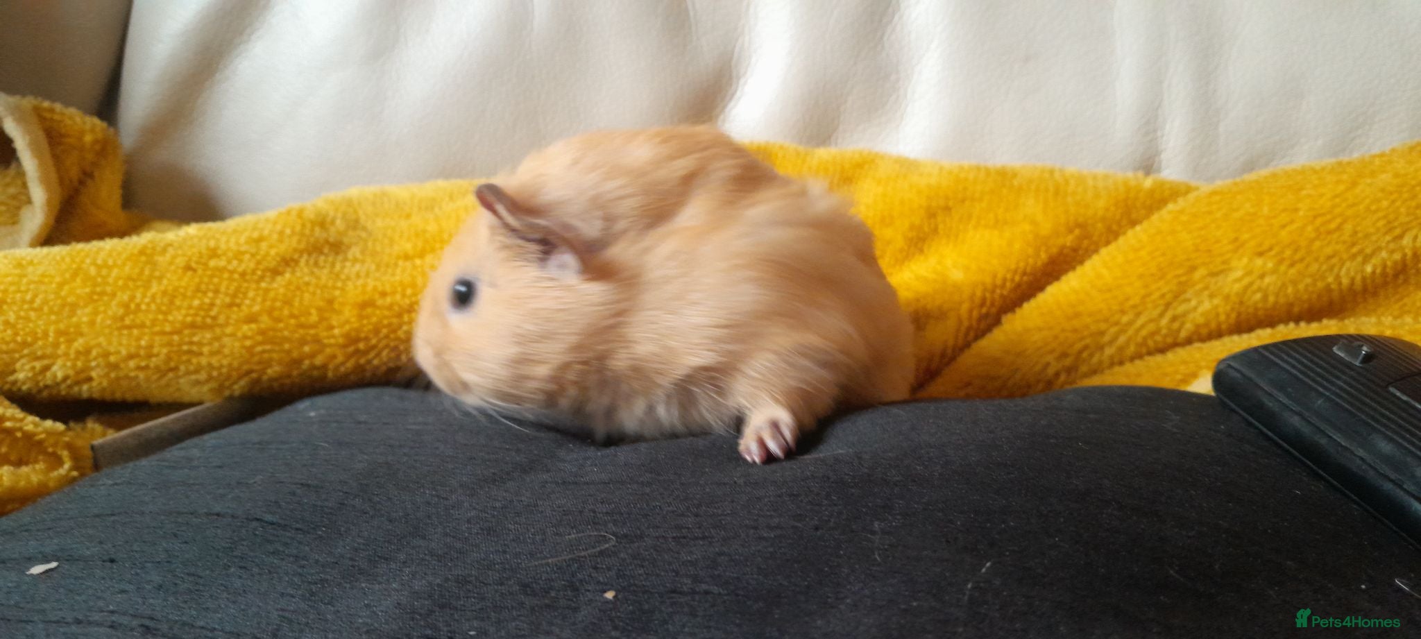 Guinea Pig rodents Guinea pigs  - Advert 18