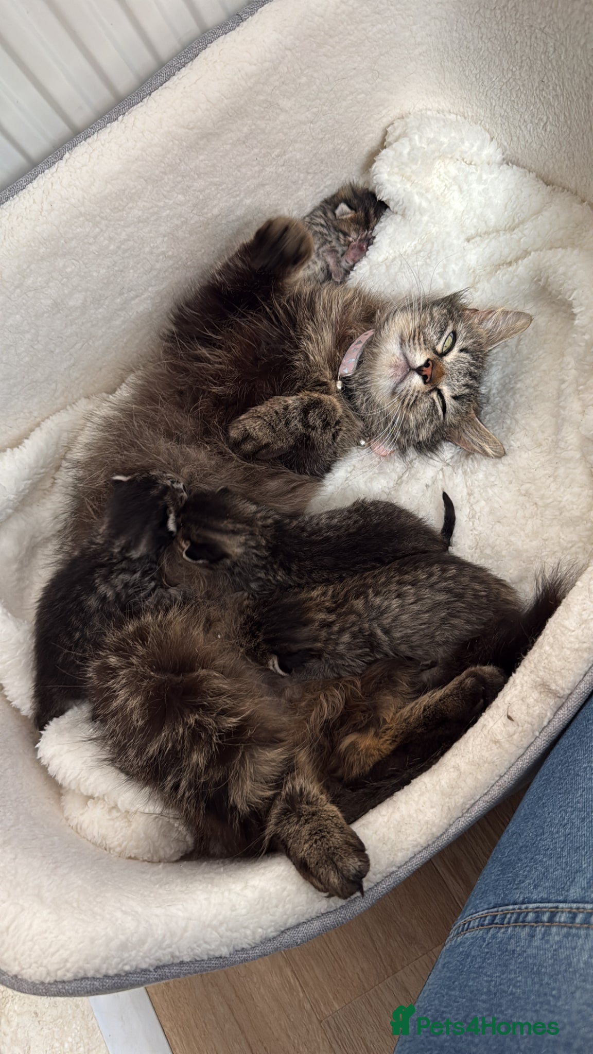 British Longhair cats Half ragdoll half British long haired kittens  - Advert 5