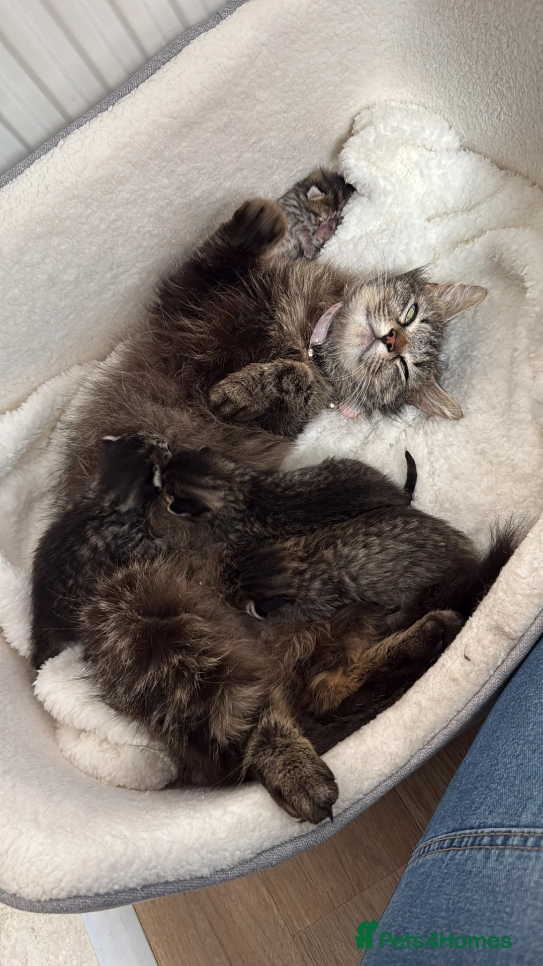 British Longhair cats for sale: Half ragdoll half British long haired kittens  - Advert 1