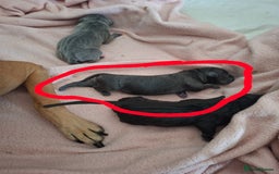 Staffordshire Bull Terrier dogs for sale: Staffy pups ready 26th august 2 brindle 3 blue - Image 23