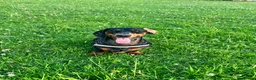 Dachshund dogs for sale: Jeff  in Poulton-le-Fylde - Advert 2